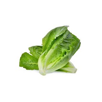 salade_romaine